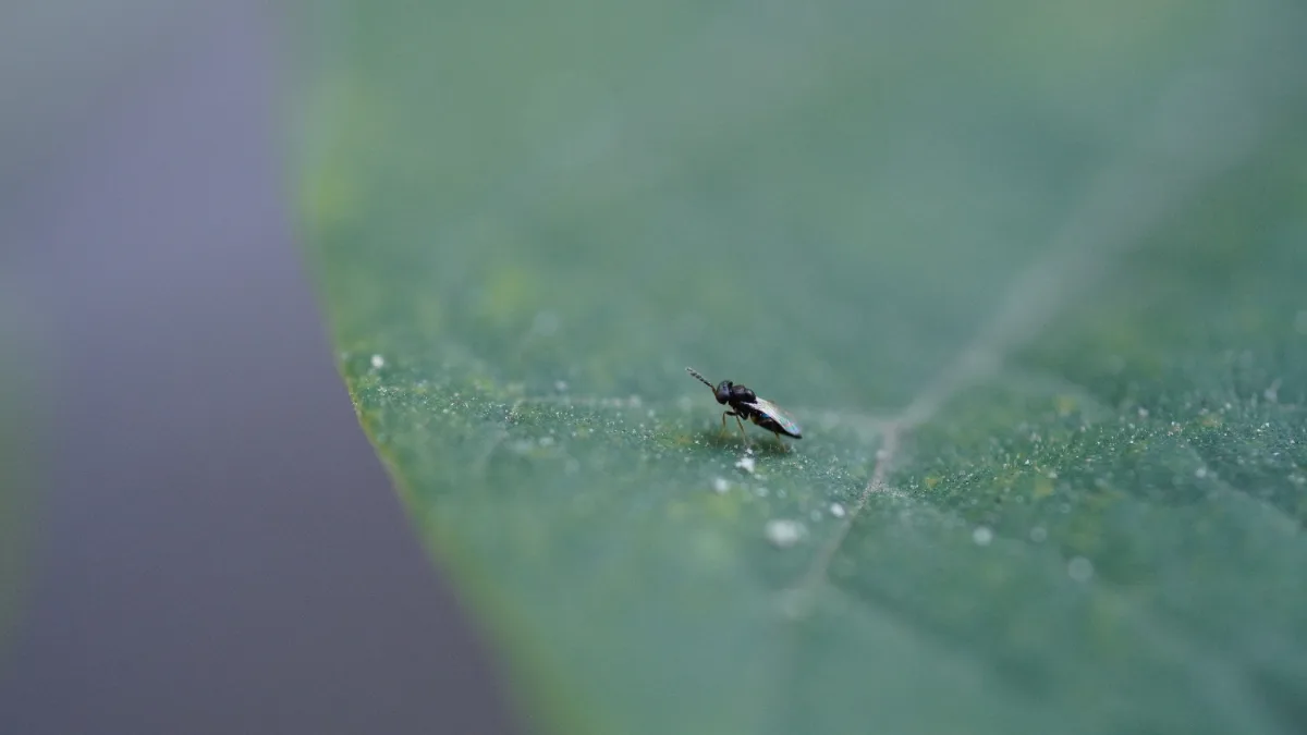 house fly
