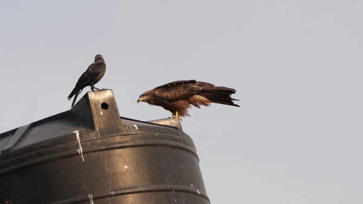 Eagle