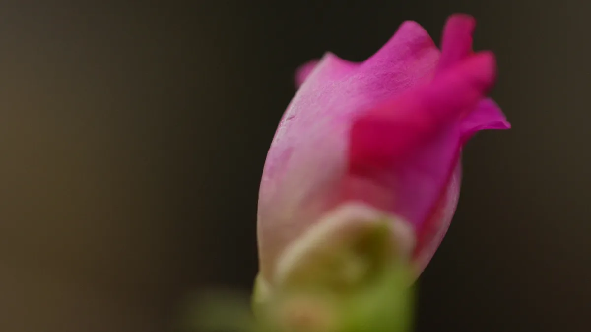blossom