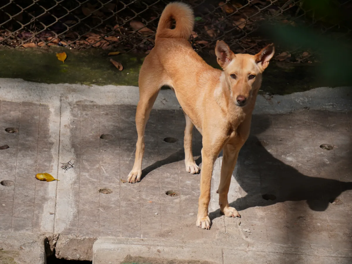 indie_dog