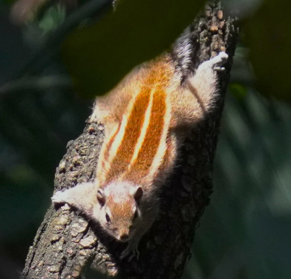 Squirrel