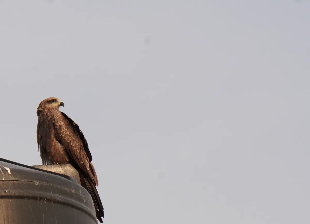 eagle