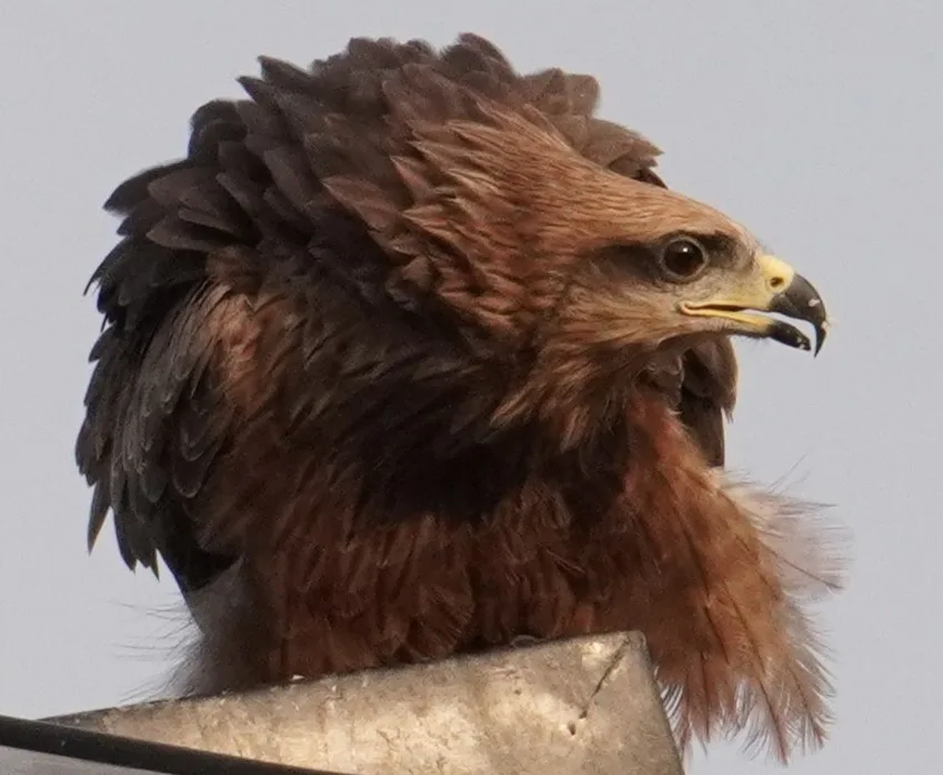 Eagle in the Wild