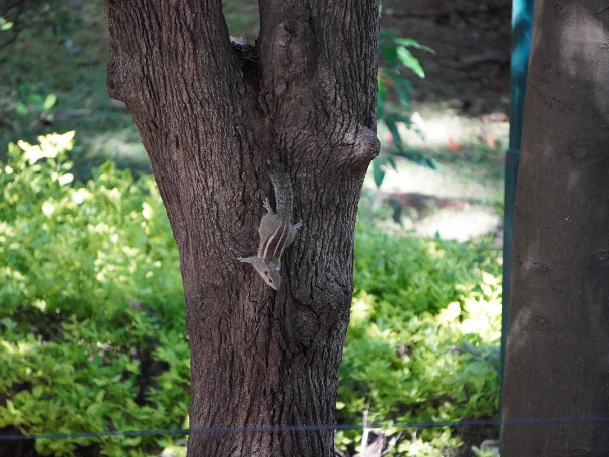 Squirrel on Tree