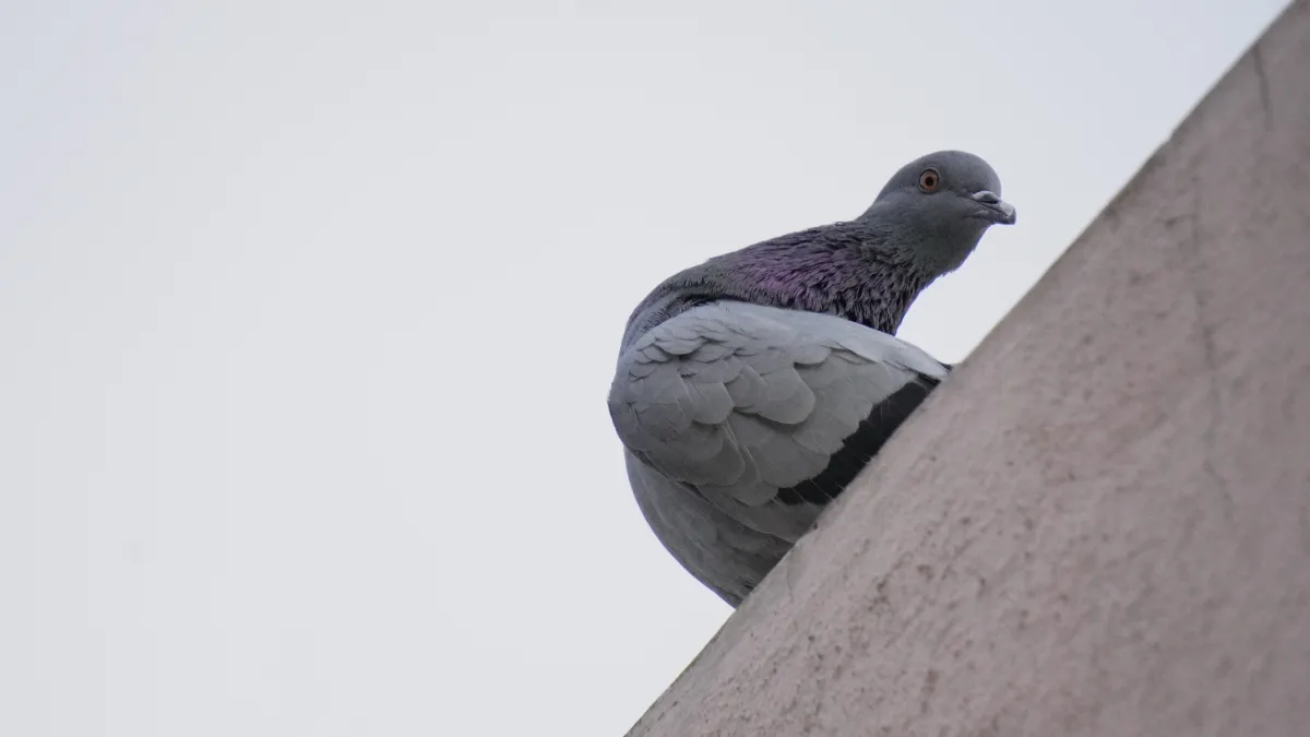 Pigeon in Nature