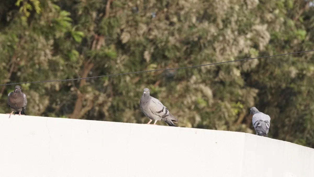 pigeon