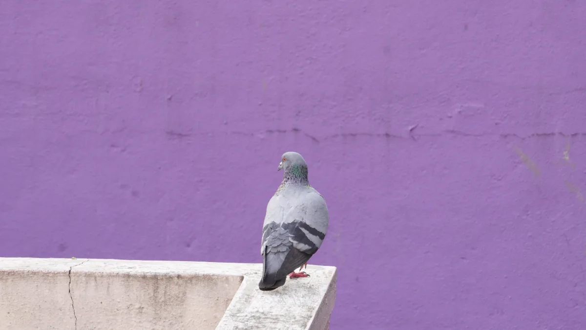 pigeon