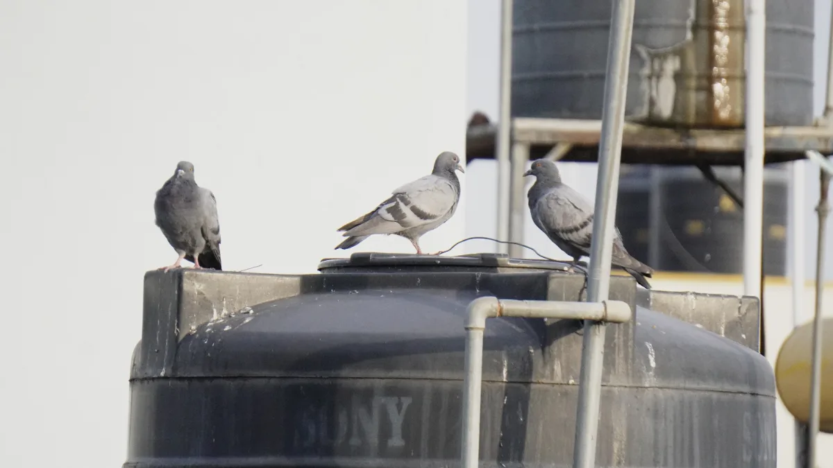 Pigeon