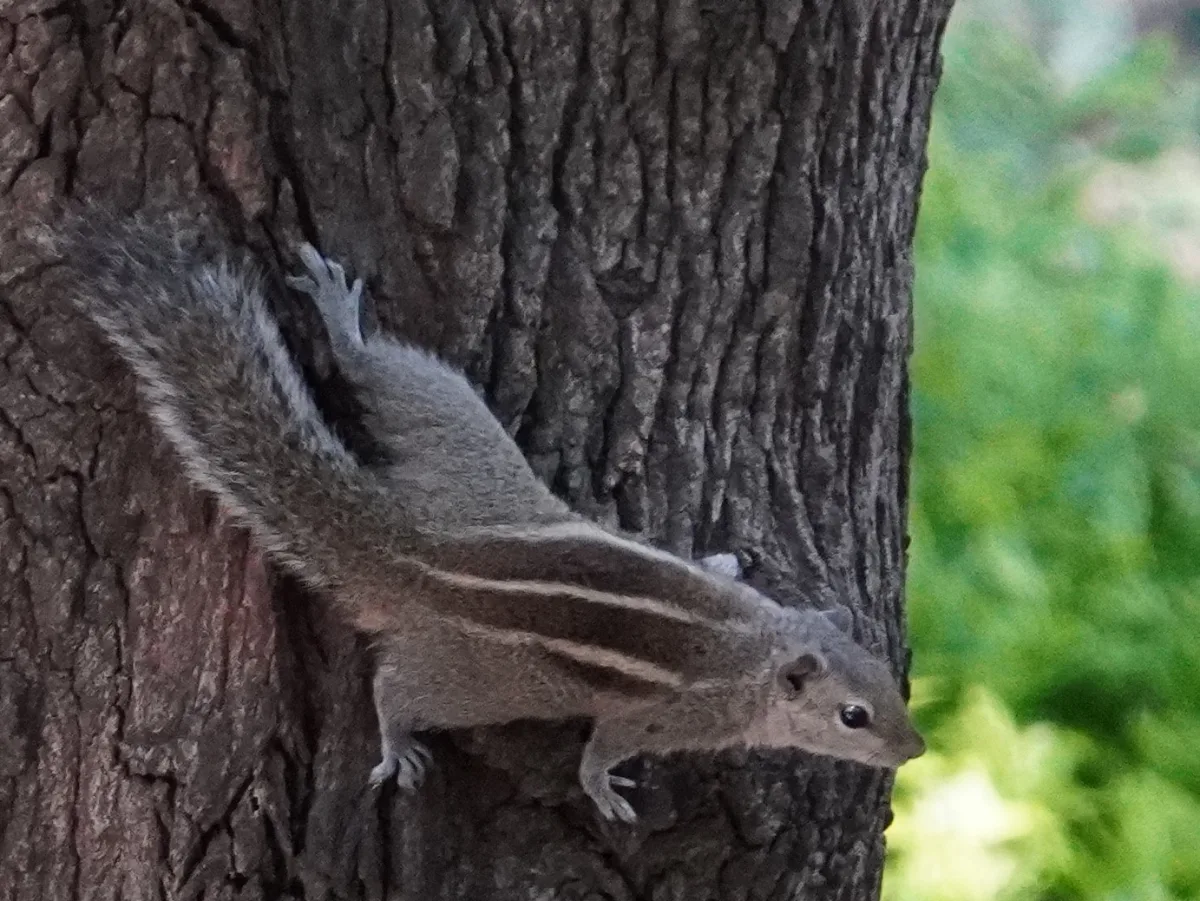Squirrel on Tree