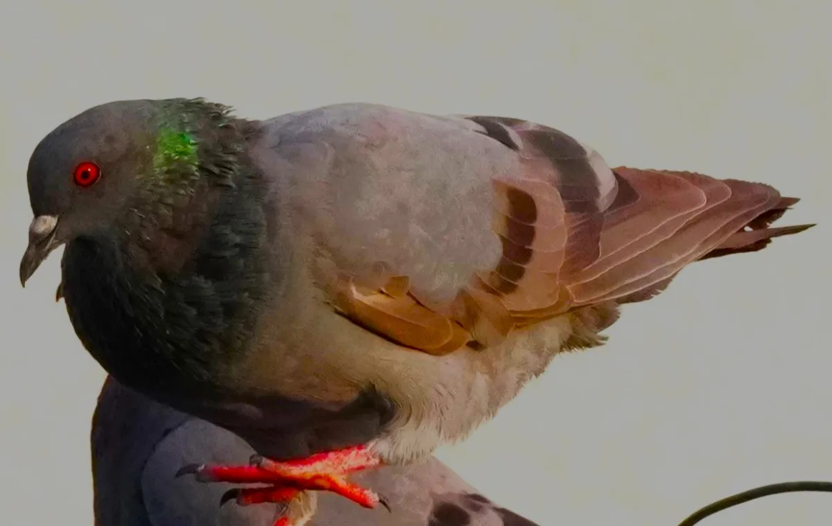 Pigeon in Nature