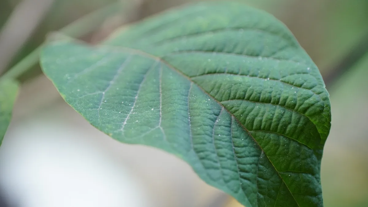 leaves