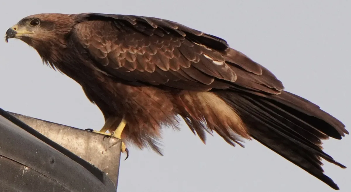 Eagle in the Wild