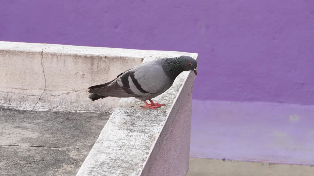 pigeon