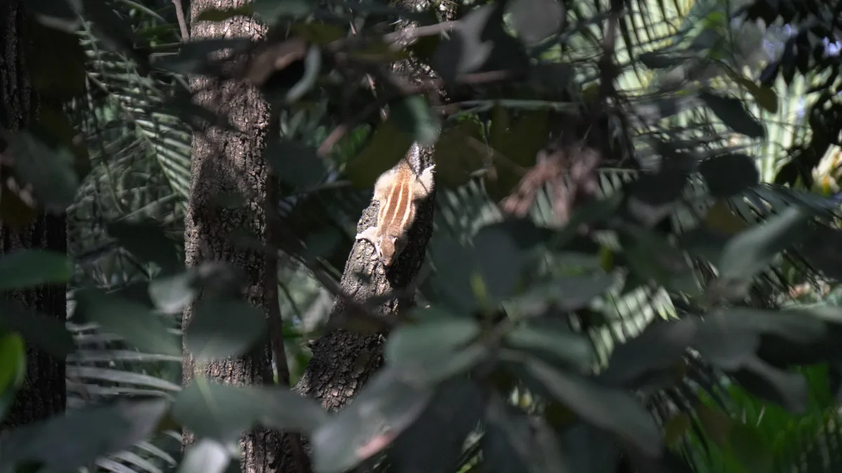 Squirrel on Tree