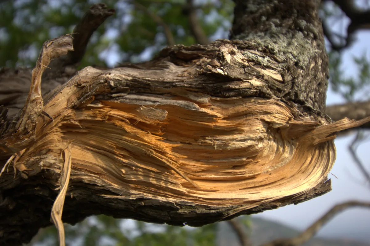 tree trunk